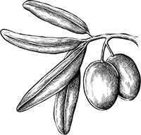 Trochala Olive Frucht
