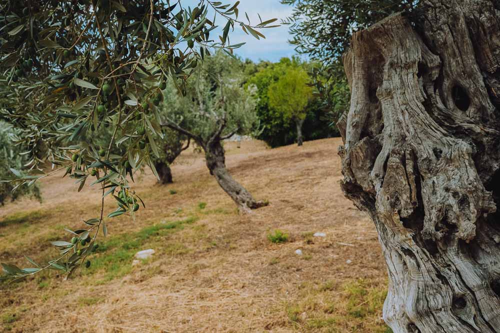 Trochala Oliven Amfissa Baum