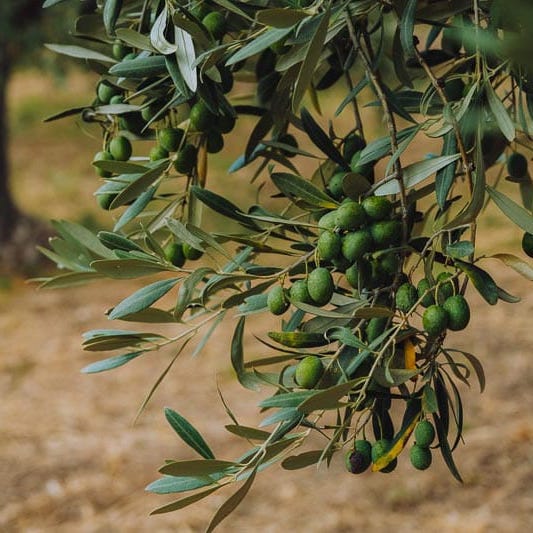 Trochala Olivenöl Nachhaltigkeit