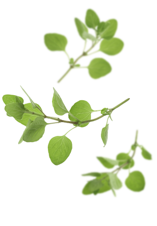 TROCHALA Bio Oregano